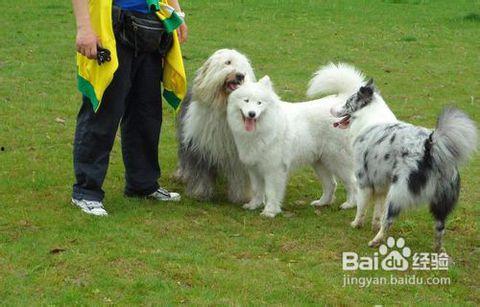 冬季狗狗娱乐项目,狗狗专属的趣味运动时光