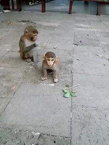 最强猴子搞笑视频,笑料横生!最强猴子搞笑视频大盘点