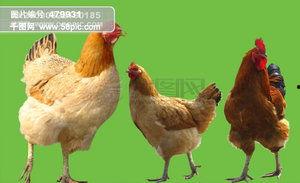 有关鸡的资料,从起源到餐桌的演变之旅